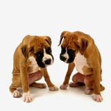 Pair of Boxer Puppies Photographic Print by Pat Doyle