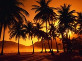 Palm Trees at Beach Photographic Print by Jack Hollingsworth