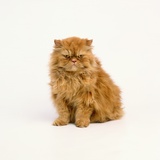 Persian Longhair Cat Photographic Print by Pat Doyle