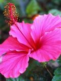 Pink Hibiscus Photographic Print by Robert Marien