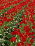 Red Tulips Photographic Print by Robert Marien