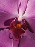 Purple Moth Orchid Photographic Print by Robert Marien