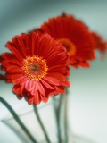 Red Flowers Photographic Print by Danilo Calilung