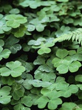 Redwood Sorrel Photographic Print by Robert Marien