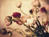 Ranunculus 2 Photographic Print by Jennifer Kennard