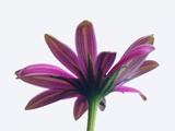 Purple Daisy Flower Photographic Print