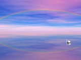 Rainbow Reflecting over Swan Photographic Print by Cindy Kassab