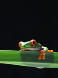 Red-Eyed Tree Frog Photographic Print by Chase Swift