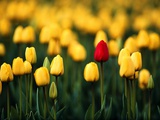 Tulipe rouge isolée dans un champ de tulipes jaunes Photographie par Mark Karrass