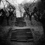 Run-Down Stairway Among Leafless Cherry Trees Photographic Print by Annette Fournet
