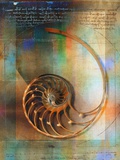 Coquillage et écriture Photographie par Colin Anderson