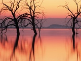 Silhouetted Trees in Salton Sea Photographic Print by Richard Cummins