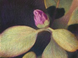 Rhododendron Bud Photographic Print by Jennifer Kennard