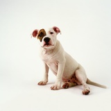Staffordshire Bull Terrier Puppy Photographic Print by Pat Doyle