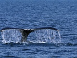 Tail of Humpback Whale Photographic Print by Robert Marien