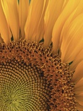 Sunflower Photographic Print by Robert Marien