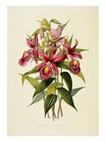 Sobralia Macrantha Giclee-trykk av James Bateman