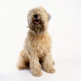 Soft-Coated Wheaten Terrier Photographic Print by Pat Doyle