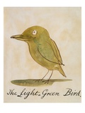 The Light Green Bird Giclee Print by Edward Lear