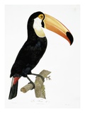 Toco Giclee-trykk av Jacques Barraband Toco Giclee-trykk av Jacques Barraband