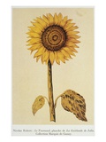 The Sunflower Giclee Print by Nicolas Robert
