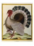Turkey Illustration from Histoire Naturelle des Oiseaux Giclee-trykk av Georges-Louis Buffon Turkey Illustration from Histoire Naturelle des Oiseaux Giclee-trykk av Georges-Louis Buffon