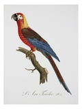Tricolor Macaw Giclee Print by Jacques Barraband