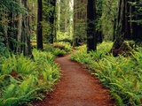 Chemin sillonnant les séquoias Redwood Photographie par Darrell Gulin