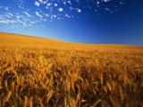 Wheat Field Photographic Print by Darrell Gulin