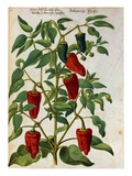 Watercolor of Indian Pepper Giclee Print by Joachim Camerarius The Younger