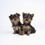 Pair of Yorkshire Terrier Puppies Photographic Print by Pat Doyle