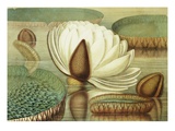 Victoria Regia or the Great Water Lily of America (Opening Flower) Giclee Print by William Sharp