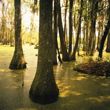 Trees Amid Swampy Garden Photographic Print by Brian Yarvin