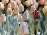 Tulipes Photographie par Cindy Kassab