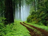 Unpaved Road in Redwoods Forest Photographic Print by Darrell Gulin