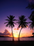 Twin Palms at Sunset Photographic Print by Bill Ross