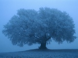 Baum im Nebel Fotografie-Druck von Mark Karrass