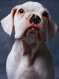 White Boxer Puppy Photographic Print by Lawrence Manning