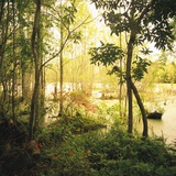 Trees Amid Swampy Garden Photographic Print by Brian Yarvin