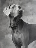 Weimaraner Photographic Print by Lawrence Manning