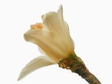 White Daffodil Photographic Print