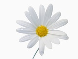 Marguerite blanche Photographie