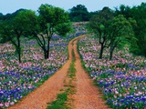 Wildflowers Along a Dirt Road Photographic Print by Cindy Kassab