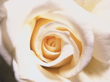White Rose Photographic Print by Robert Marien