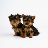 Yorkshire Terrier Puppies Photographic Print by Pat Doyle