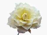 White Rose Photographic Print