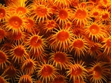 Yellow Anemones Photographic Print by Robert Marien