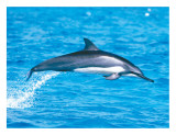 Hawaiian Spinner Dolphins Giclee Print by Michael S. Nolan Hawaiian Spinner Dolphins Giclee Print by Michael S. Nolan