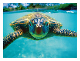 Honu (tortuga) Lámina giclée por Kirk Lee Aeder