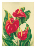Anthurium II Lámina giclée por Ted Mundorff